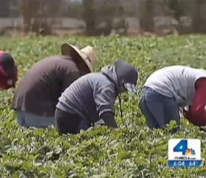 farm-workers-fired-for-leaving-fields-during-california-wildfire1