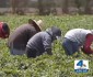 farm-workers-fired-for-leaving-fields-during-california-wildfire1
