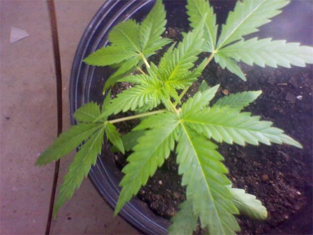 trayvon-martin-texts-photos-weed